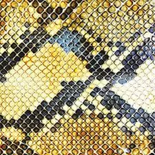 Amphetamine Ballads - The Amazing Snakeheads