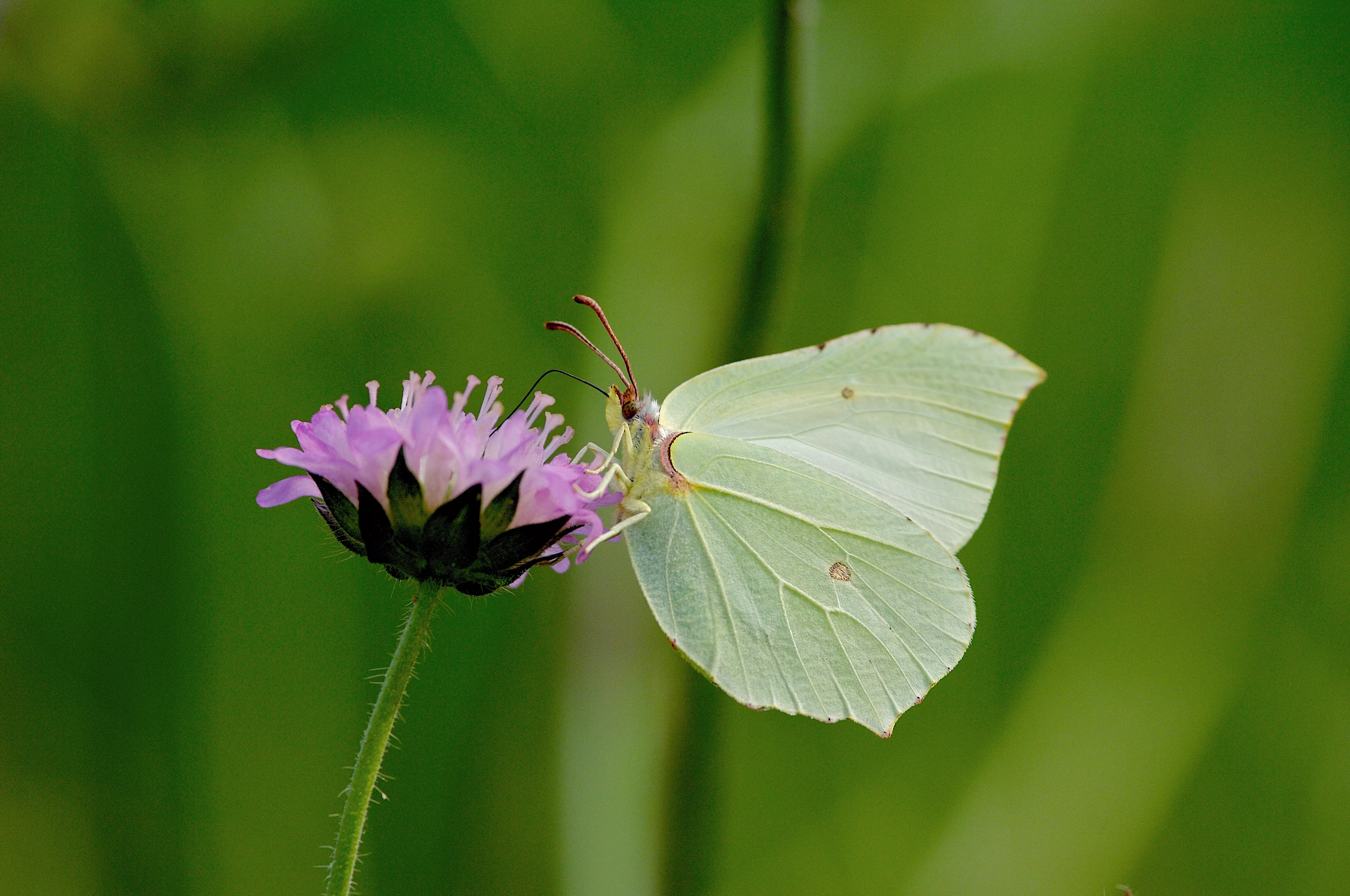 Biodiversitet - discount med holdning