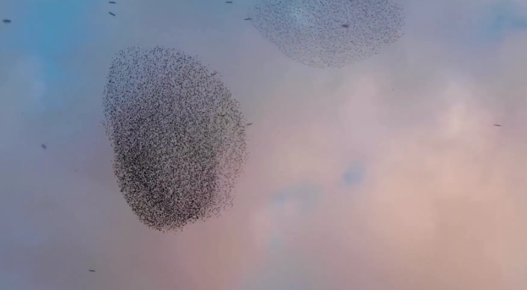 VIDEO: Stære skaber sort sol i smuk Hannah Schneider-video