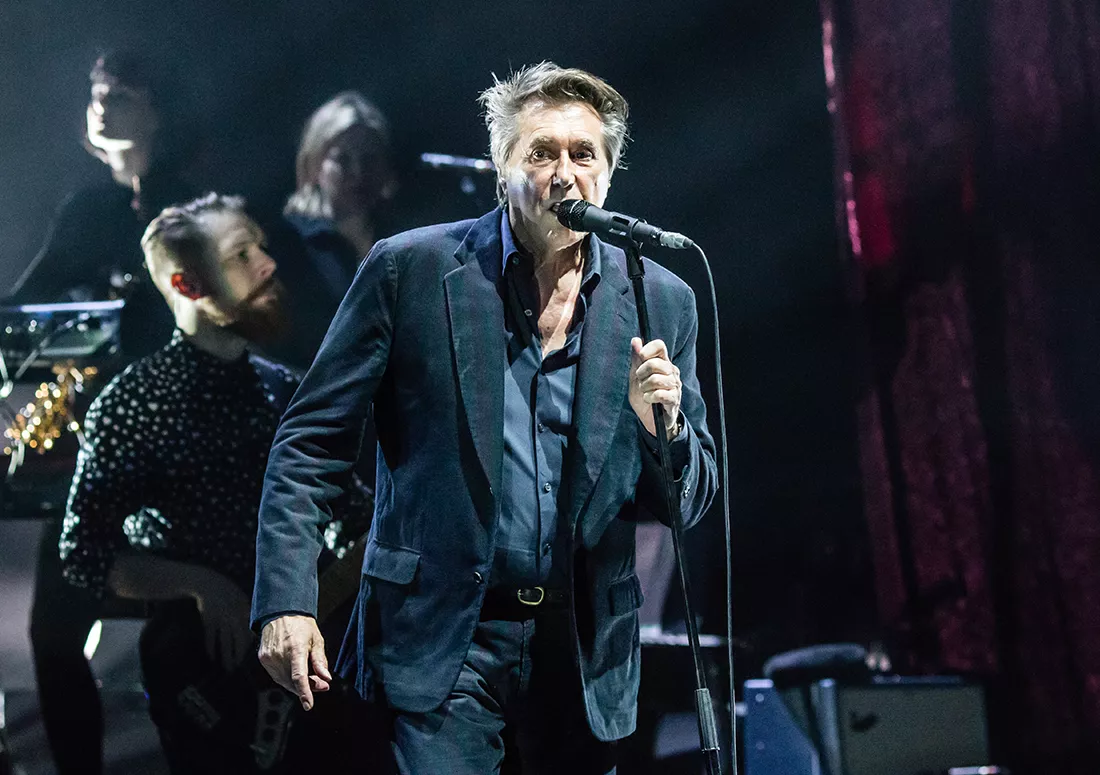 En gentlemannahermelin bland katterna