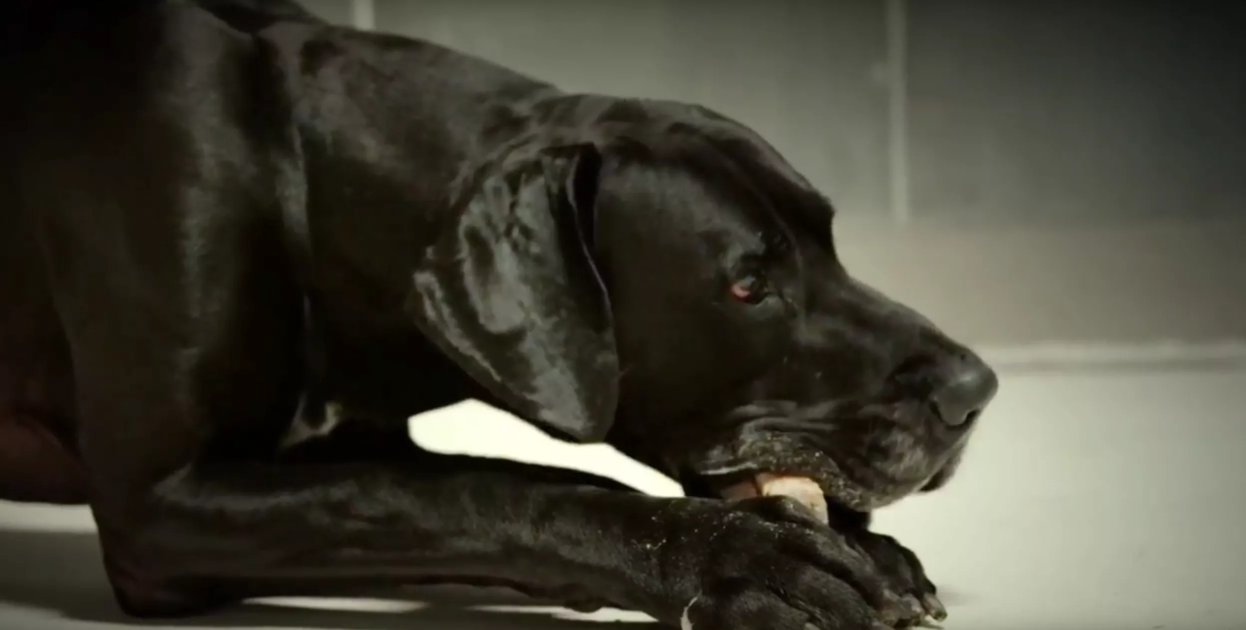 Nelson Cans supportband Rainbrother er klar med ny sang og video