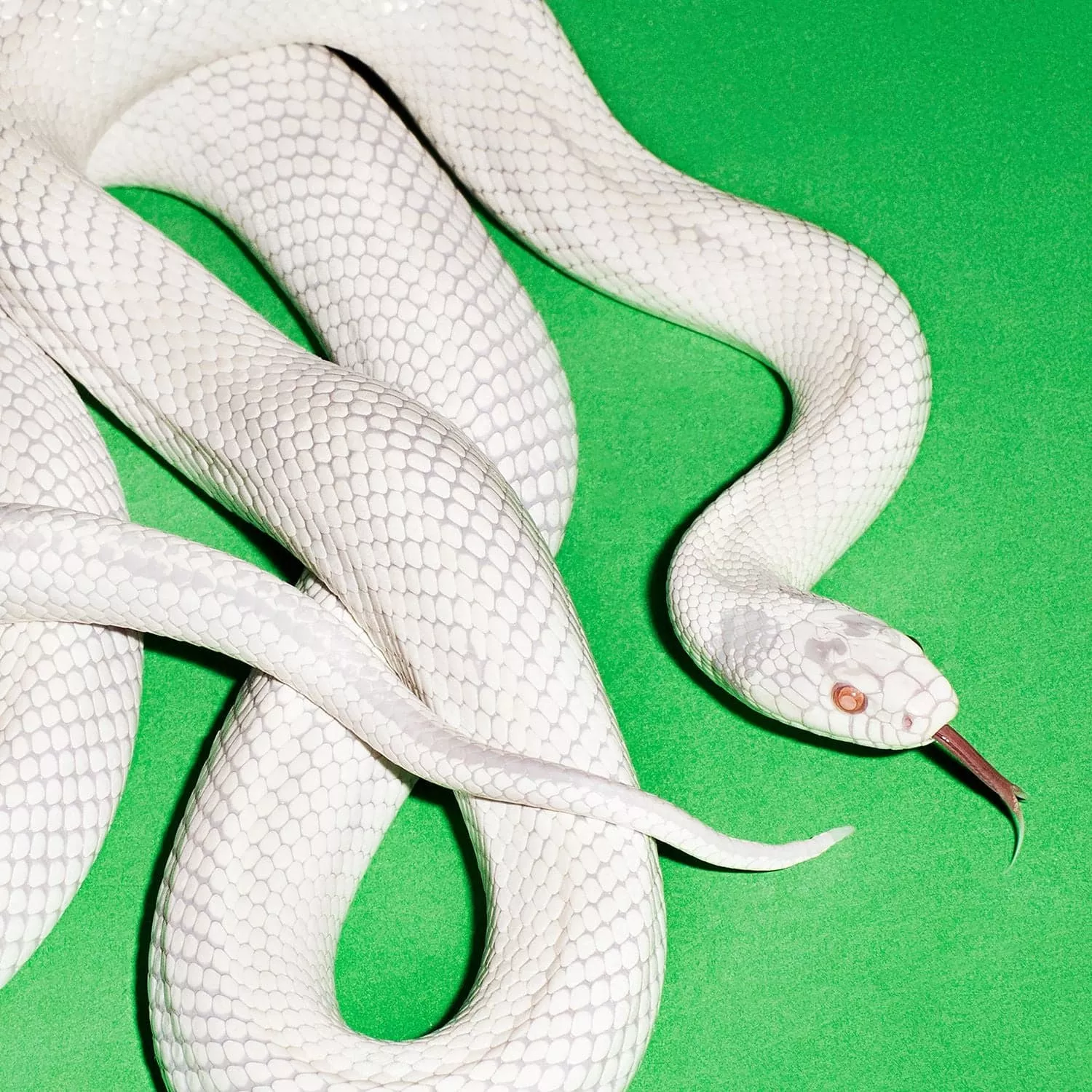 Private Music - Deftones