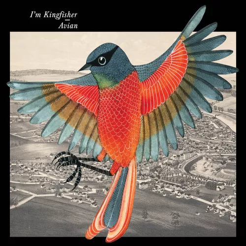 Avian - I'm Kingfisher