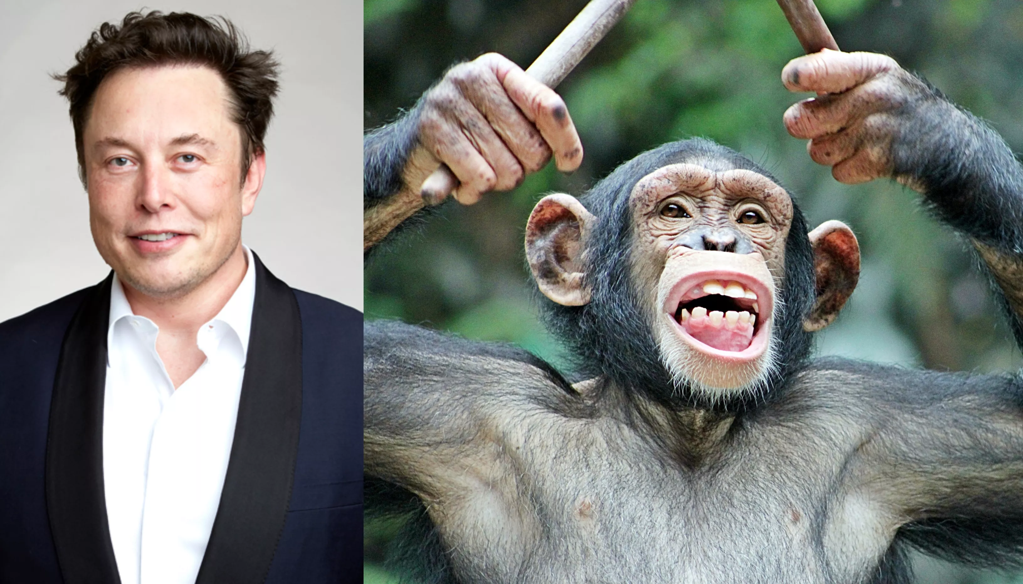 Snart kan musikchips i hjernen blive virkelighed – takket være Elon Musk