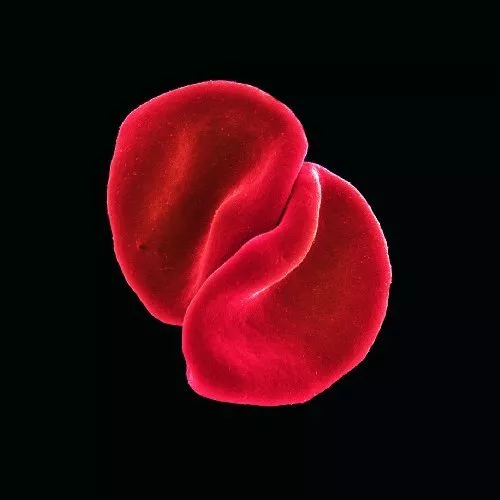 Scratch My Back - Peter Gabriel