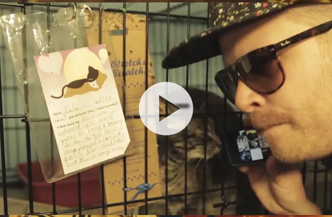 Miaw: Se El-P rappe for katte – ikke hunde